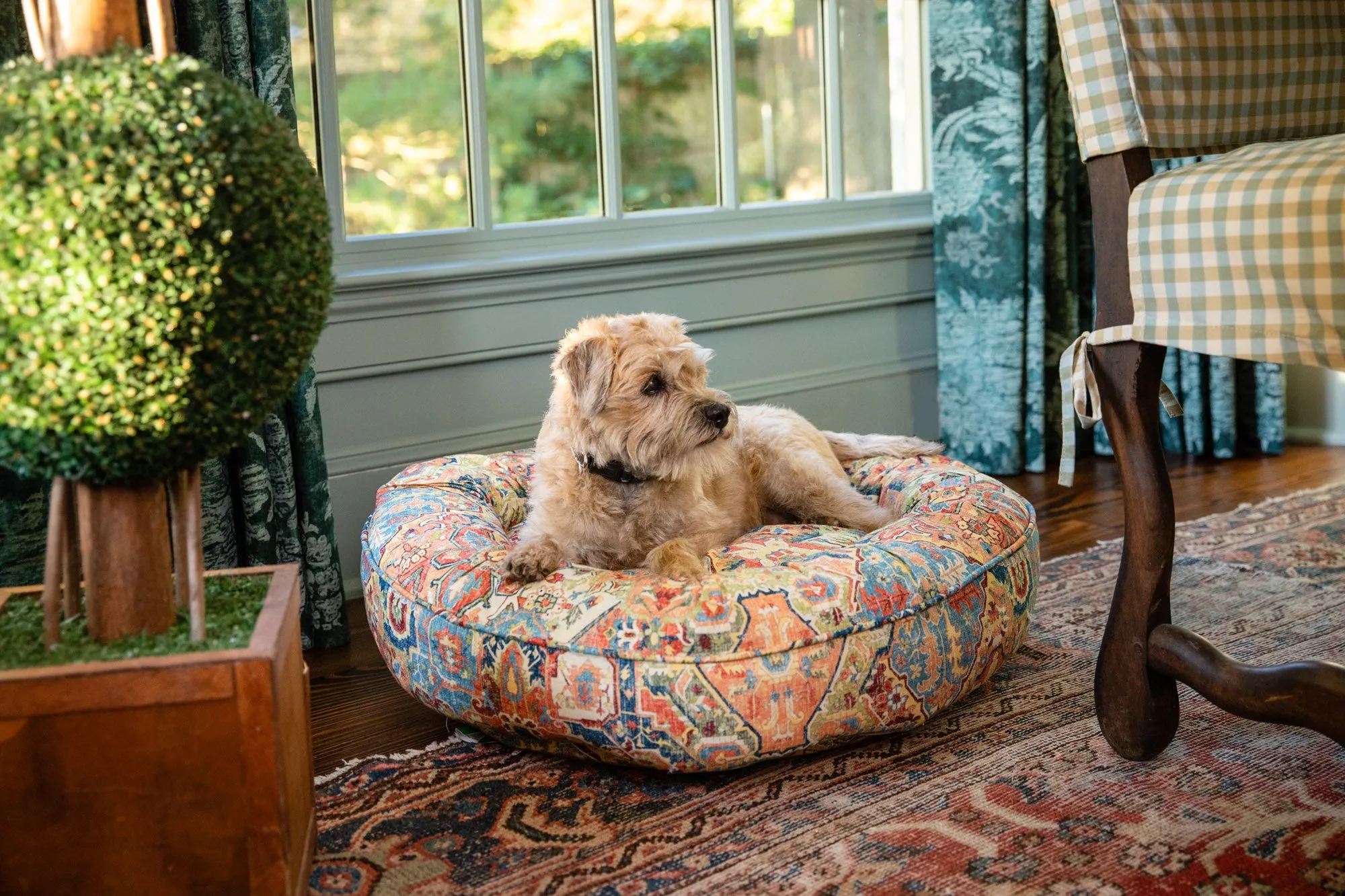 Canine Styles - Cotton Canvas - Naya Multi